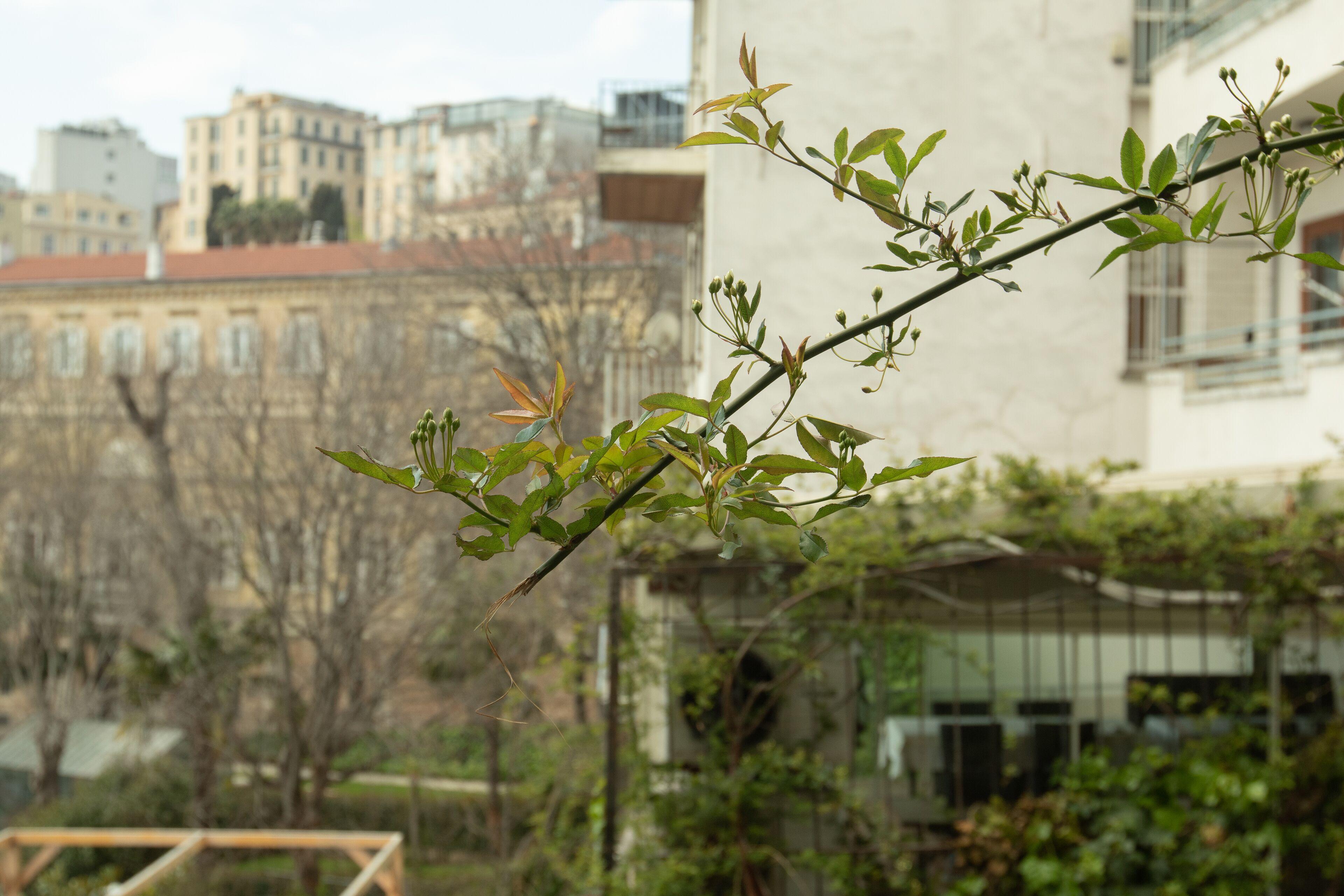 Louis Rooms, Istanbul